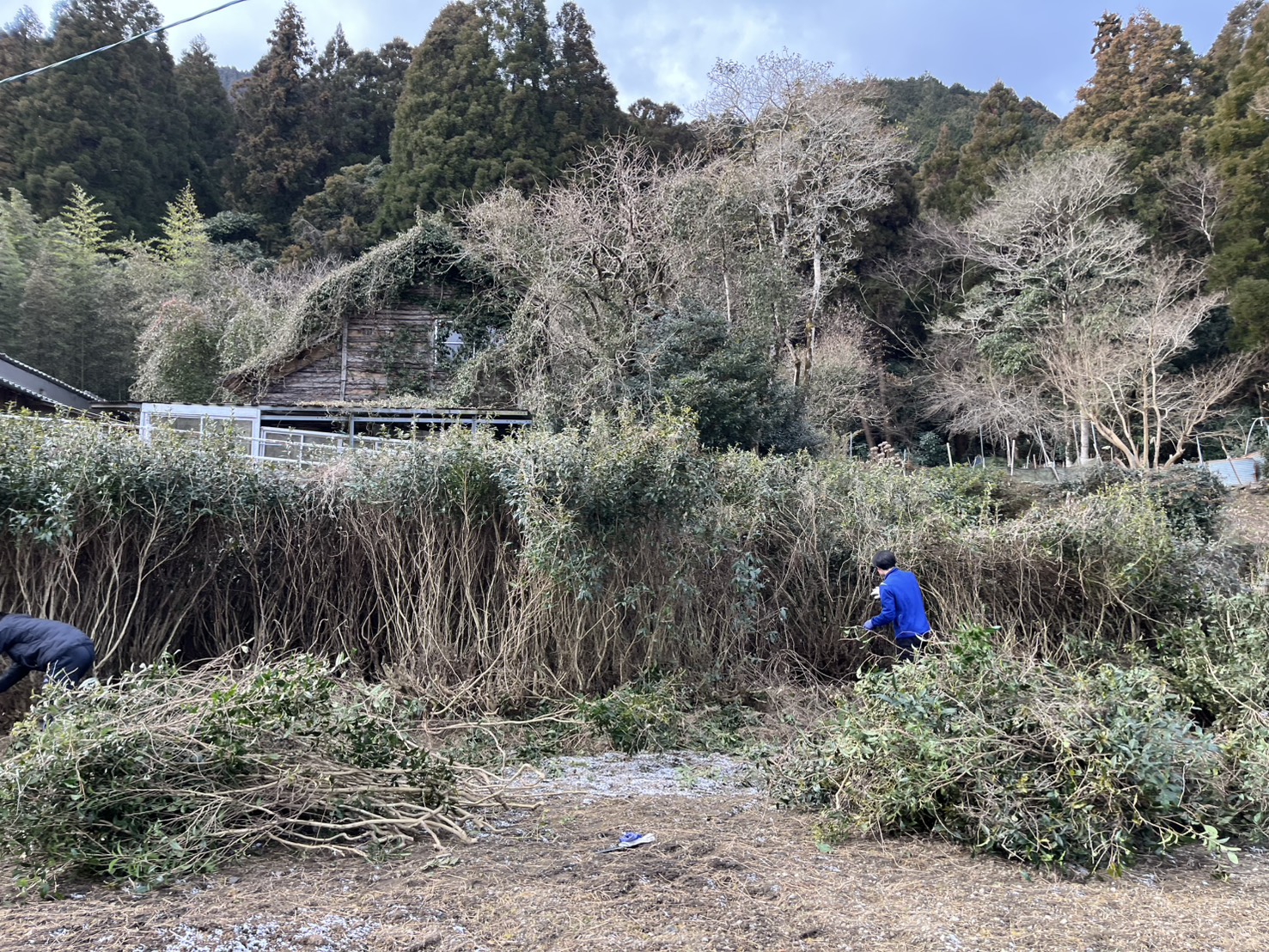 草刈りと伐採の様子