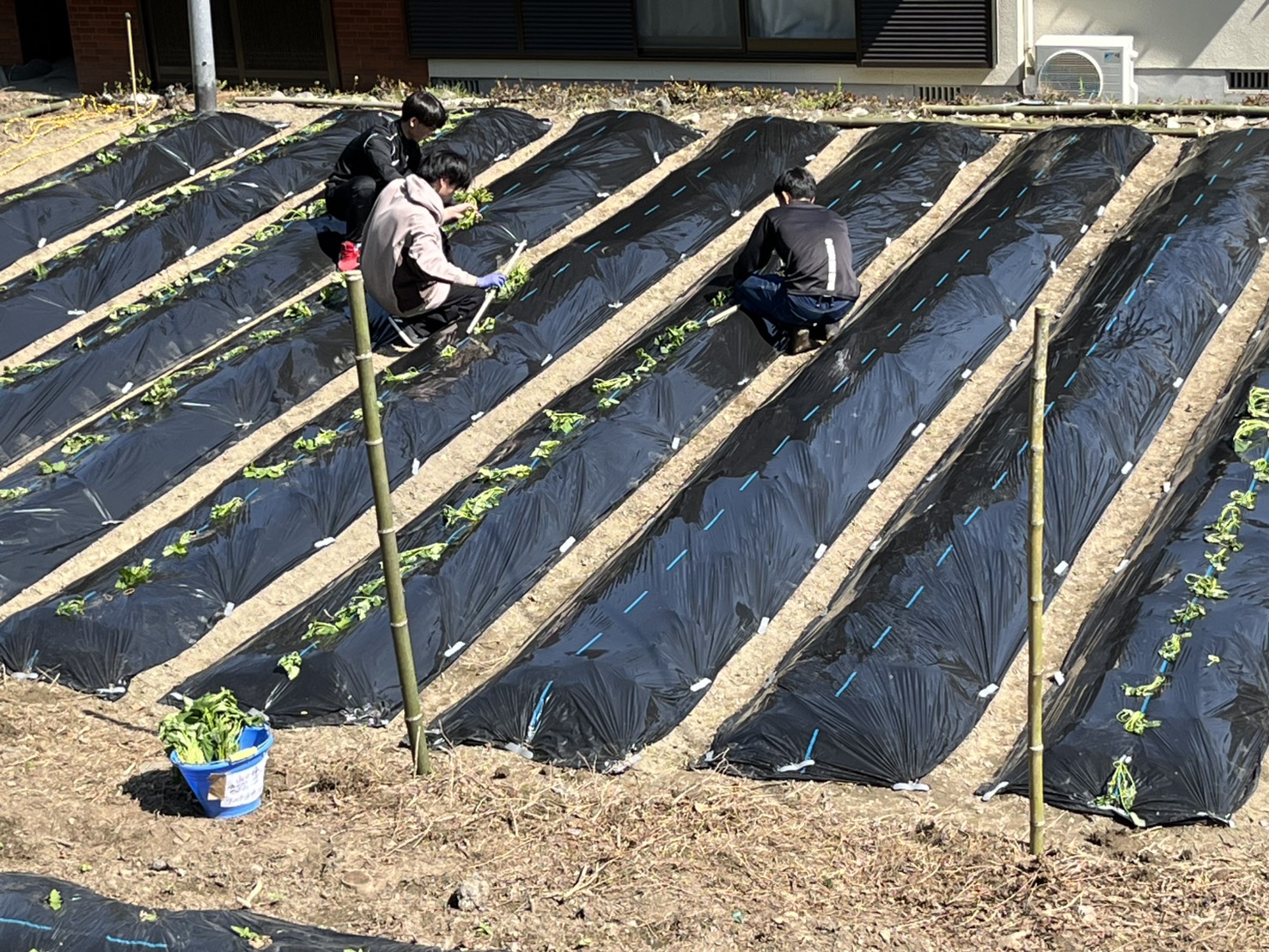 畝づくりの様子