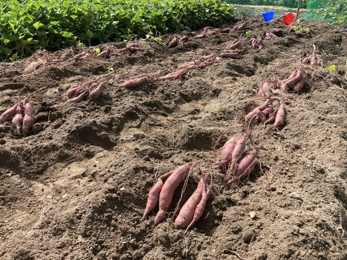 収穫されたサツマイモ