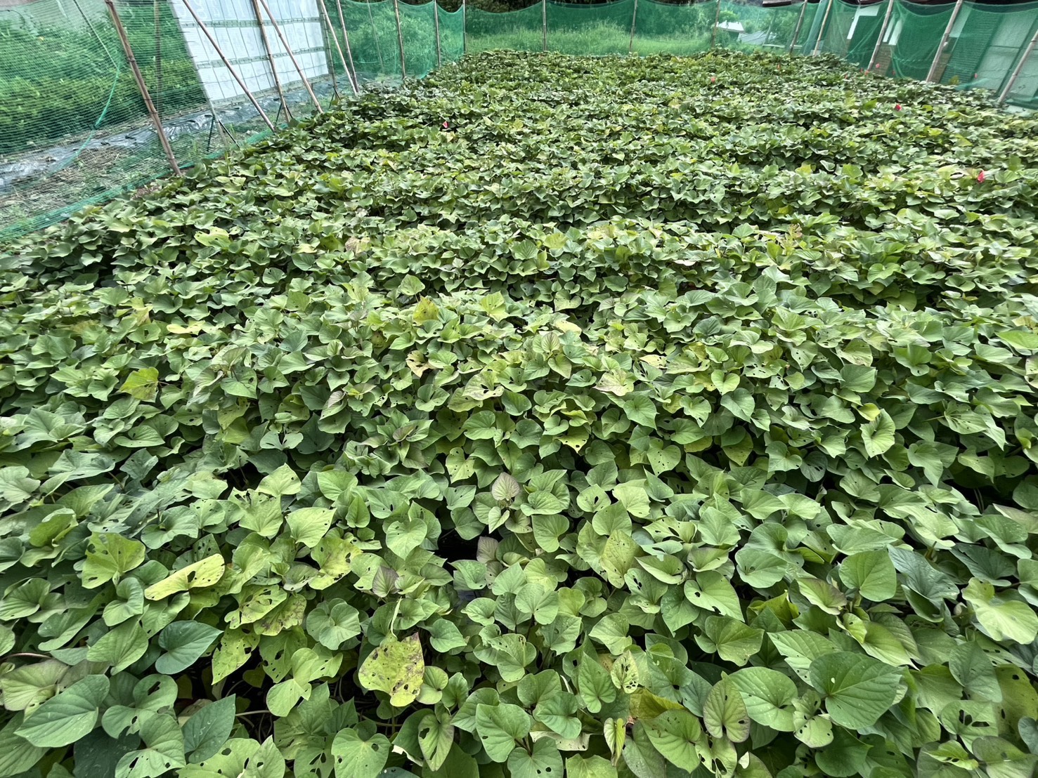 耕作放棄地再生